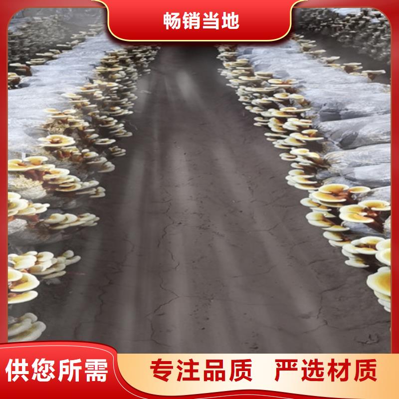 赤灵芝厂家现货