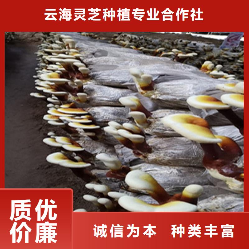 赤灵芝厂家现货