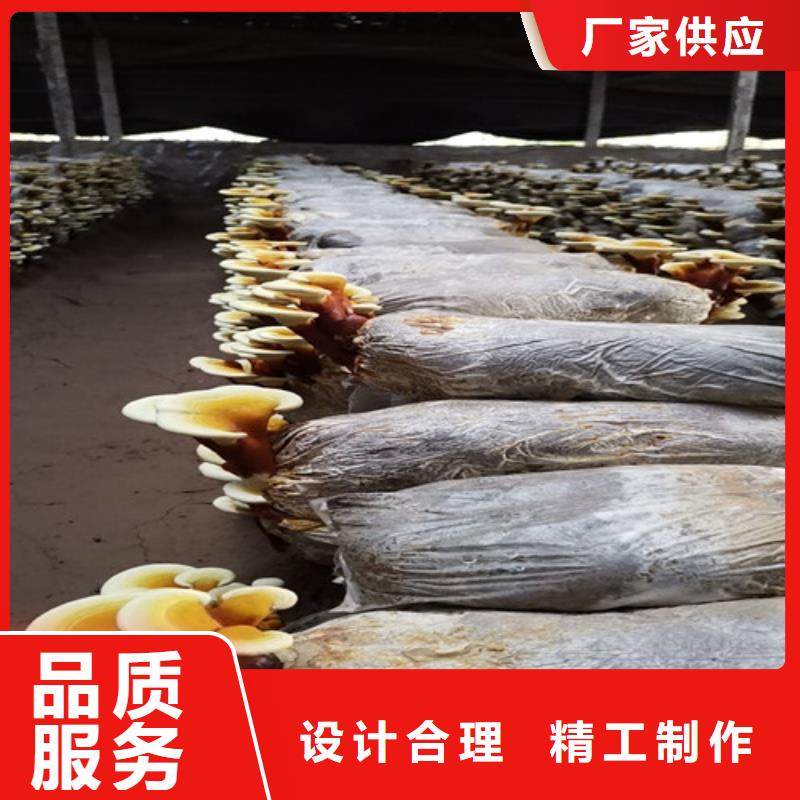 赤灵芝厂家现货