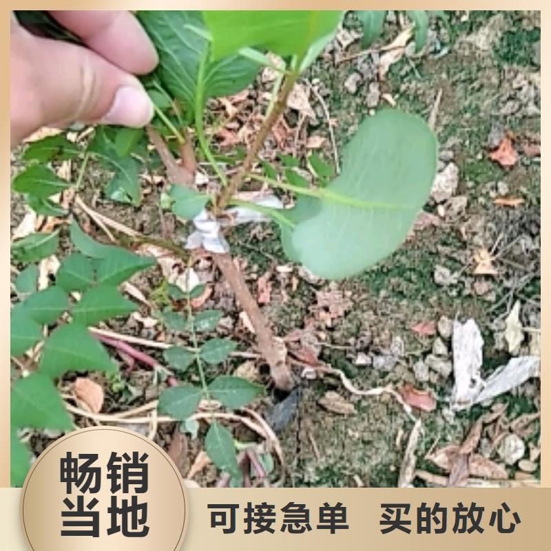 开心果【石榴树】海量现货直销