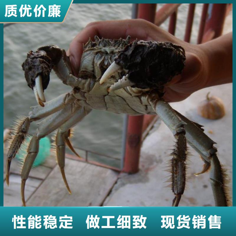本土【顾记】南方大螃蟹价格多少钱一斤