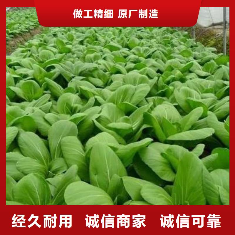 烟台徐州临沂有机肥用于果树施肥